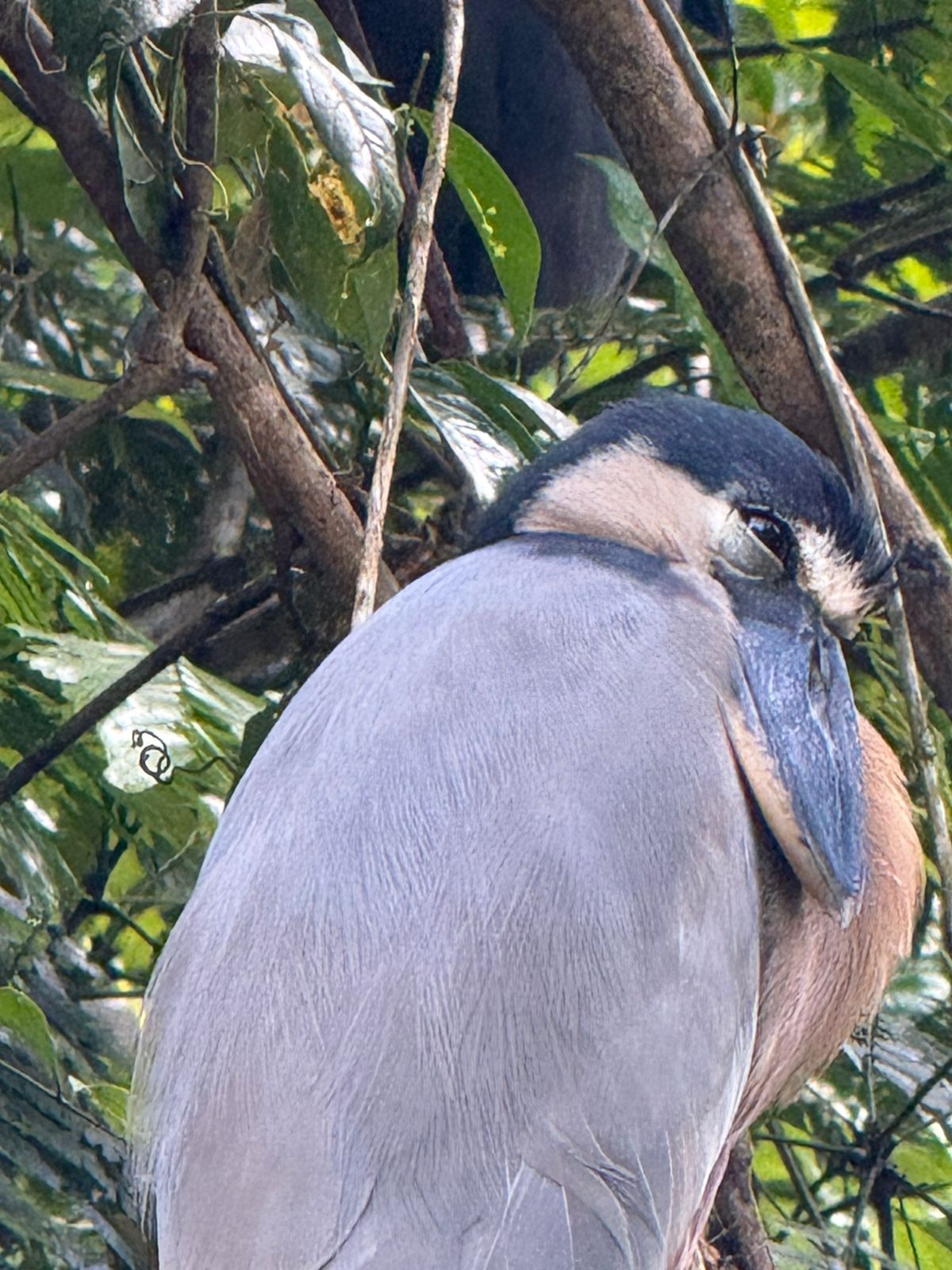 Tortuguero WhatsApp Image 2025-11-13 at 1.59.53 PM